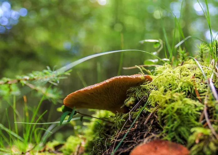 4 Person In Hovborg-by Traum